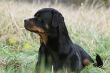 ROTTWEILER 393